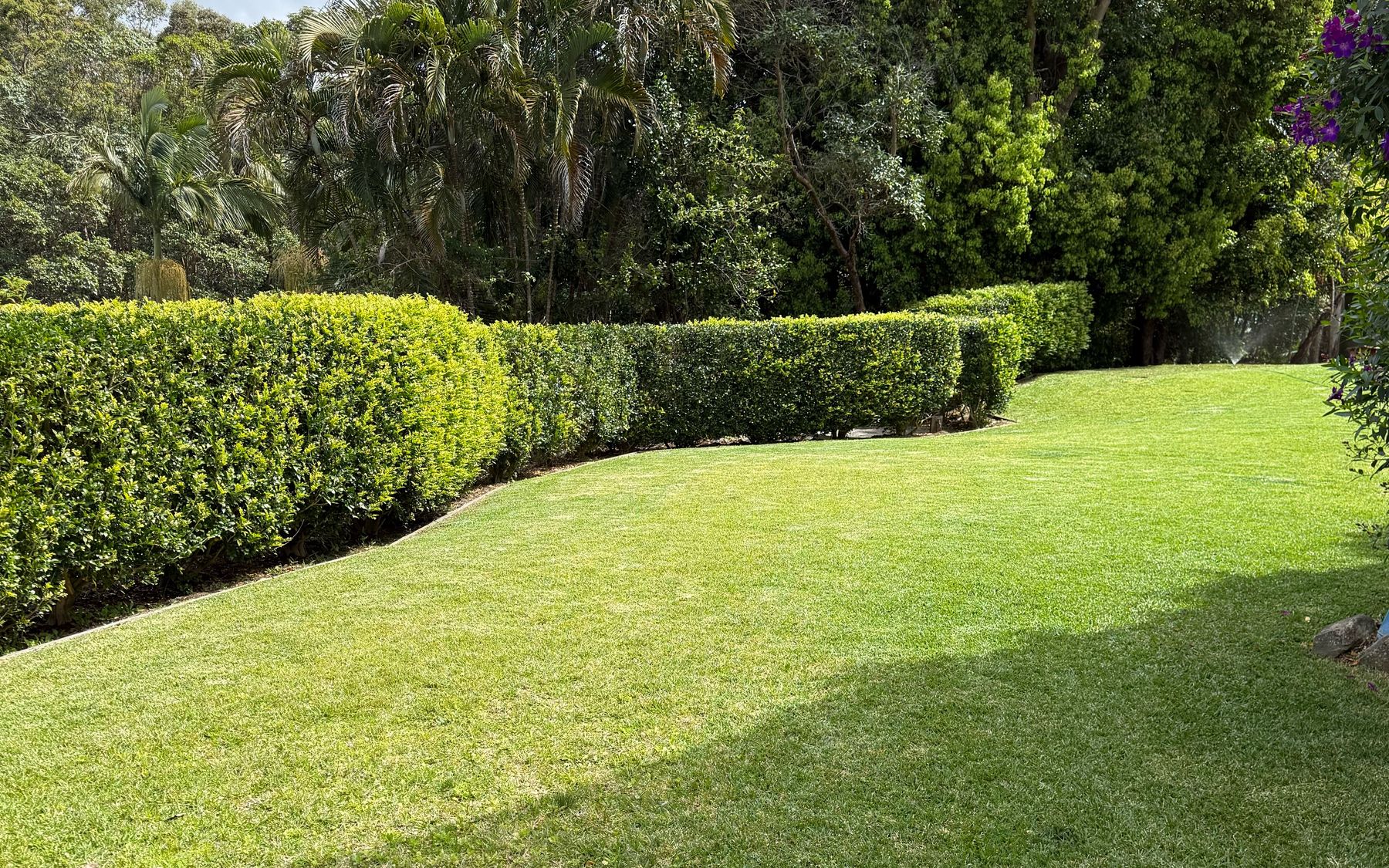 Large mown lawn following a curving line of clipped hedges, with palms and trees behind