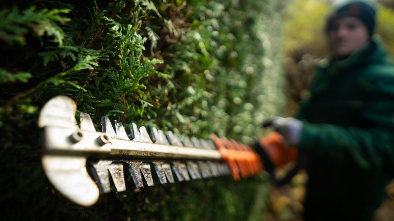 Close-up of a hedge trimmer blade cutting a dense conifer hedge, with a gardener in a green jacket and orange gloves blurred behind