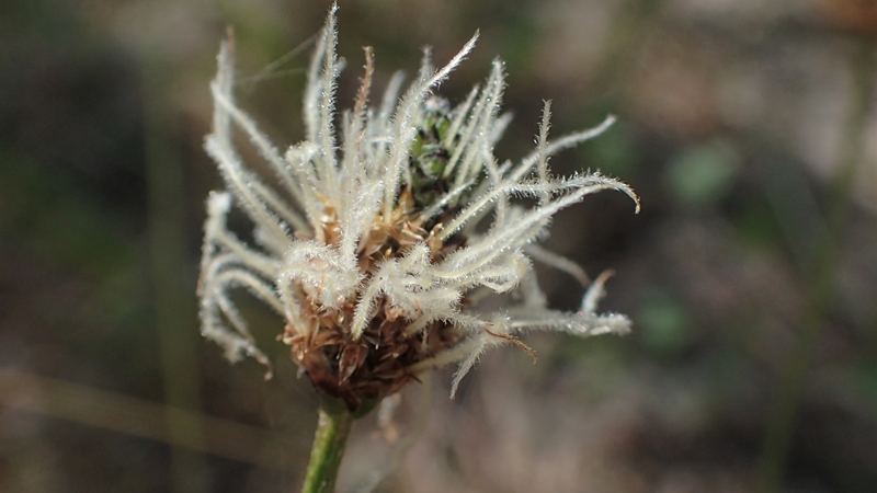 Close-up of a ribwort (buckhorn) plantain flower head with fine white hairs against a blurred background